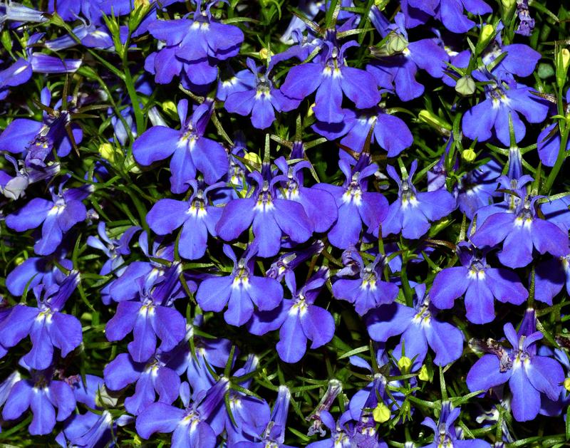 Beautiful Blue Flowers in the world